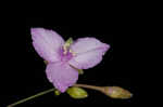 Florida scrub roseling